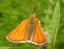 small skipper 222